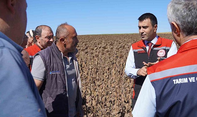 Tokat'ta 39 bin dekar alanda 19 tona yakın ayçiçeği tohumu ekildi