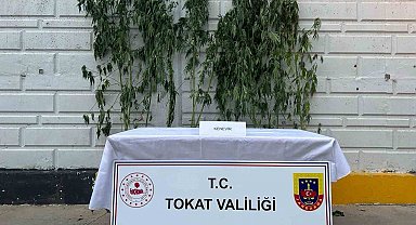 Tokat'ta kenevir operasyonunda 1 kişi yakalandı