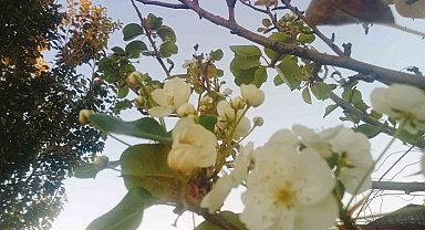 Tunceli'de çiçek açan armut ağacı şaşırttı