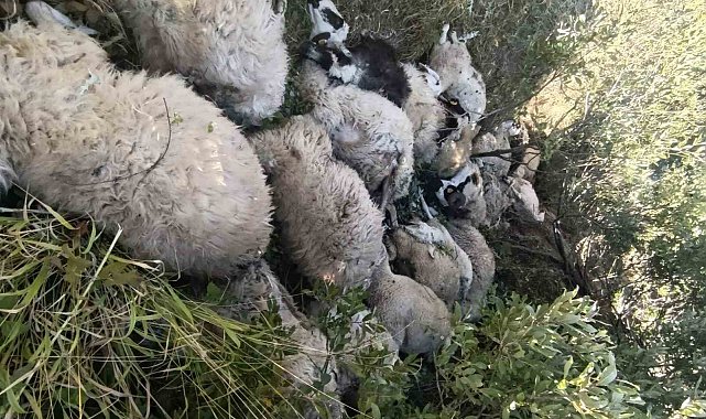 Tunceli'de koyun izdihamı: 29 hayvan telef oldu