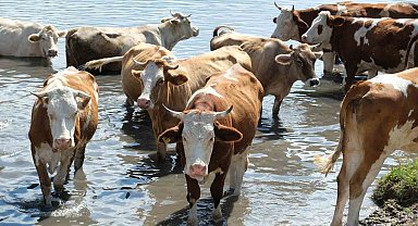 Türkiye'nin 2024 hayvan varlığı istatistikleri açıklandı