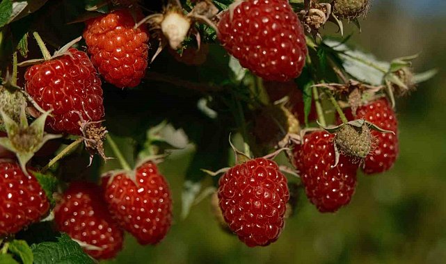 Türkiye'nin ihtiyacını Bursa'daki bu iki ilçe üretiyor