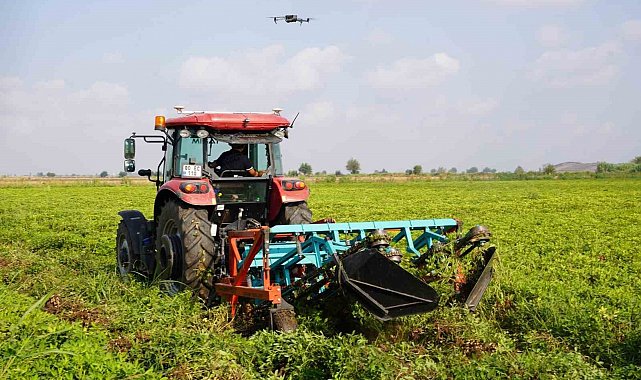Türkiye'nin yer fıstığı üretim merkezi Osmaniye'de, bu yıl 52 bin ton rekolte bekleniyor