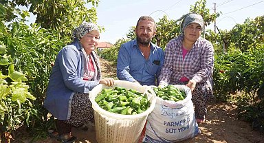 Ünlü Emcelli Biberi yok oluyor
