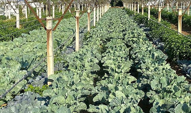 Üzüm bağında sebze üretimiyle çifte kazanç