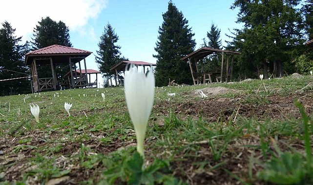 Vargitler açtı, yaylalar sessizliğe büründü