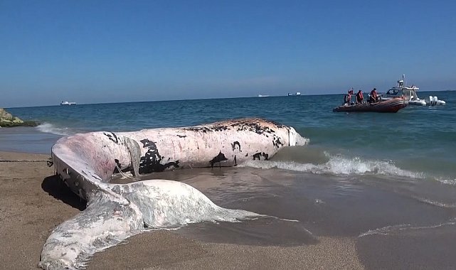 Yaklaşık 16 metre: 4 yıl önce gömülen 'Balina'nın iskeleti bilimsel kazıyla çıkarılacak