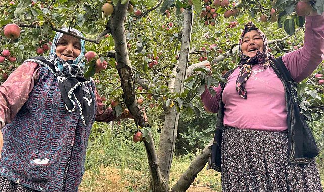 Yalova'da Dereköy elması üreticisinin yüzünü güldürdü