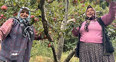 Yalova'da Dereköy elması üreticisinin yüzünü güldürdü