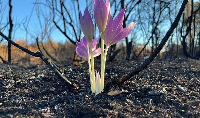 Yanan ormanda açan çiçek gönülleri ısıttı