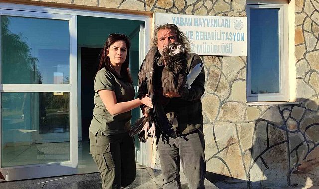 Yaralı kara akbaba yetkililere teslim edildi