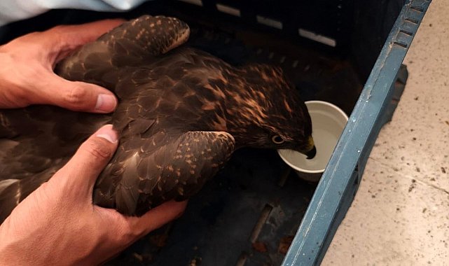 Yaralı şahin jandarma ekiplerince bulundu