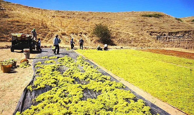 Yaş üzüme talep azalınca üretici kurutmaya yöneldi