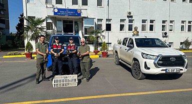 Yeşilbaşlı yaban ördeklerini avda mühre olarak kullanan avcılara 64 bin lira ceza