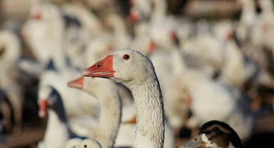 Yozgatlı girişimci 5 kazla başladı, üretimi 850'ye çıkardı