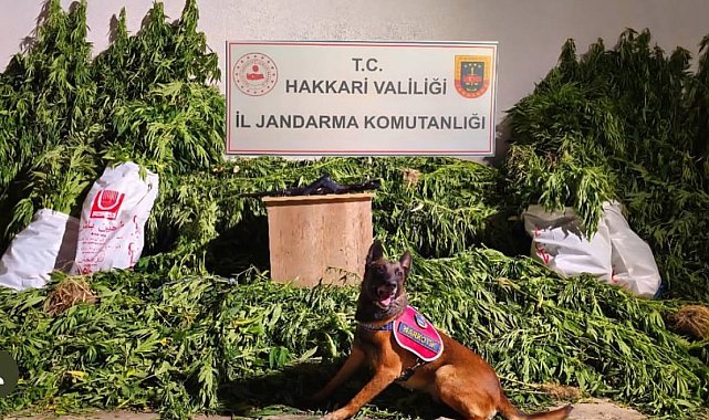 Yüksekova'da 630 kök kenevir ve 61 kilo esrar ele geçirildi