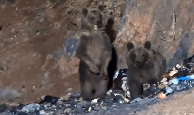 Yüksekova'da aç ayılar şantiye çöplüğüne indi