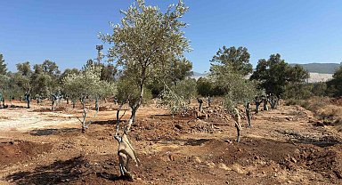 Zeytin ağaçları bilimsel yöntemlerle yeni yerlerine taşındı