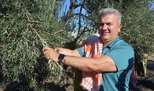 Zeytinyağında AB tescili için çabalar sürüyor