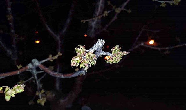 Zirai don zararına uğrayan çiftçilere destekleme ödemesi yapılacak