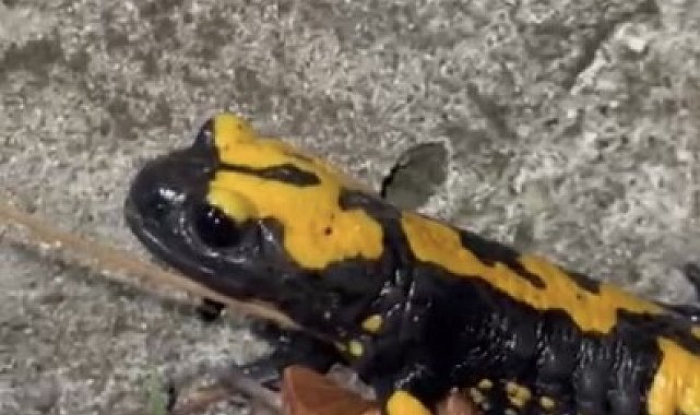 Zorkun Yayla'sının renkli misafiri Türk semenderi