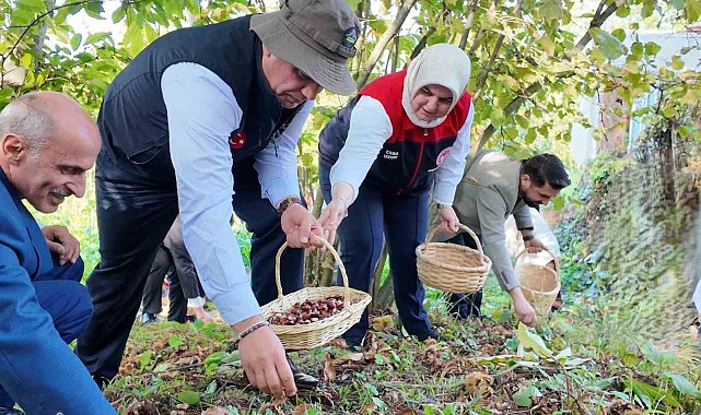 2024'te 794 ton kestane üretimi gerçekleşti