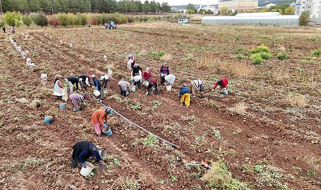 'Akademik' patateslerin hasadı başladı