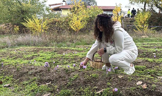 'Dünyanın en pahalı baharatı' safranın kilogramı 600 bin liradan satılacak