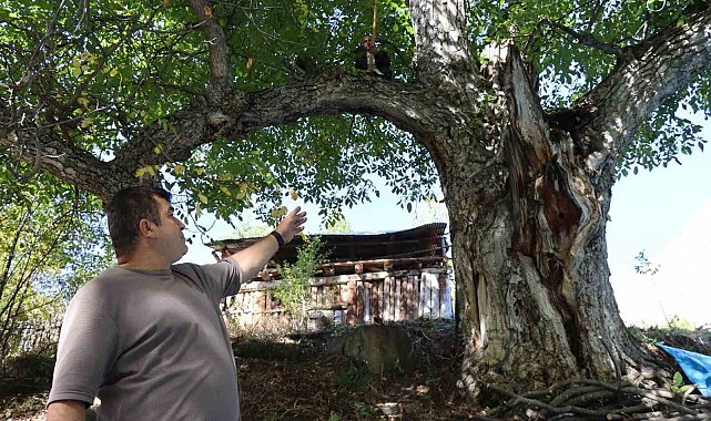 620 yıllık ceviz ağacında hasat