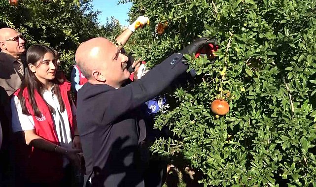 9 ülkeye ihraç edilen narın hasadı başladı