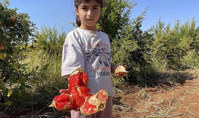 AB tescilli Suruç narında hasat dönemi başladı