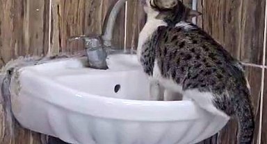 Acil serviste lavaboya çıkan kedi musluğu açıp su içti