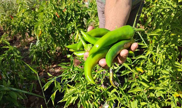 Acısıyla meşhur Kayaca biberinde hasat sona erdi