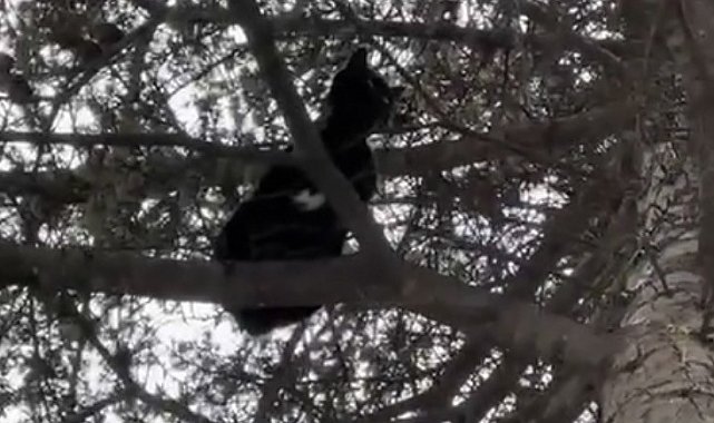 Ağaçta mahsur kalan kedi, itfaiye ekiplerince kurtarıldı