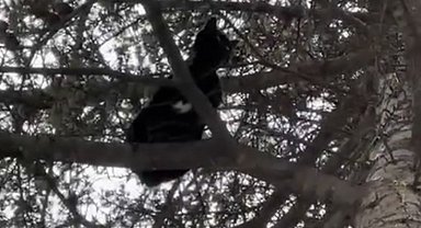 Ağaçta mahsur kalan kedi, itfaiye ekiplerince kurtarıldı
