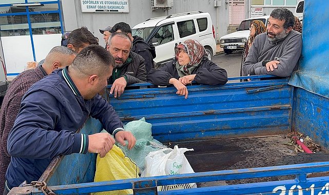 Alaplı'da kuraklık ve gal arısı istilası ünlü kuzu kestanesini de vurdu