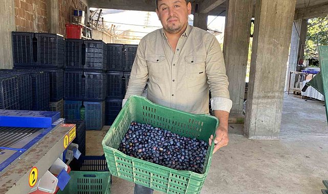 Alaşehir'de zeytinde rekolte düşük, kalite yüksek