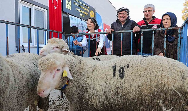 Aliağa Belediyesinden üreticiye damızlık koyun desteği