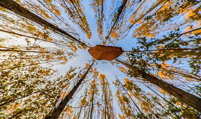 Altın ve kızılın dansı: Erzincan'ın dağları sonbahar güzelliğiyle büyülüyor