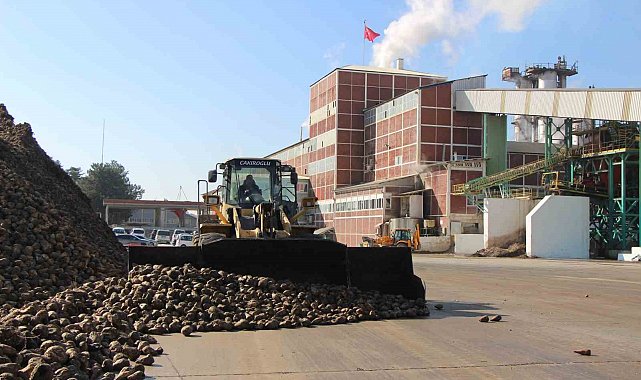 Amasya'da zirai don ve kuraklık şeker pancarını vurdu: 10 bin dekarlık alanda üretim yapılamadı