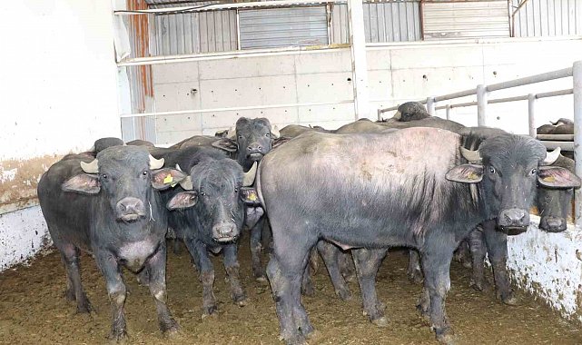 Anadolu mandaları yetiştiricilere teslim edildi