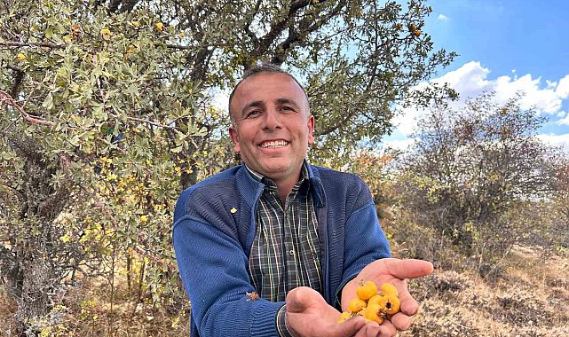 Ankara'nın dağlarında yetişen şifa: "Alıç meyvesi hasadı başladı"