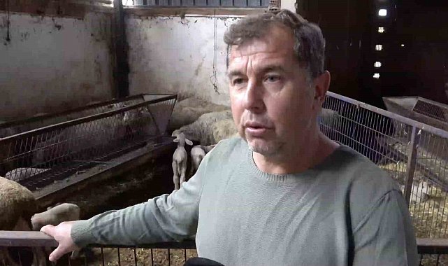 Annesi ve kardeşleri ölen kuzunun yürek burkan hikayesi