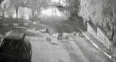 Antalya'da domuz sürüsü gece yarısı köye indi: O anlar kameraya yansıdı