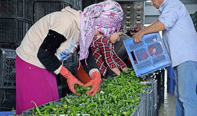 Antalya'da Eylül'de sebze miktarı yüzde 10 arttı
