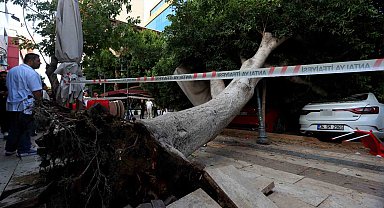Antalya'da faciadan dönüldü: Araçların üzerine devrilen ağacın altında kalmaktan son anda kurtuldu