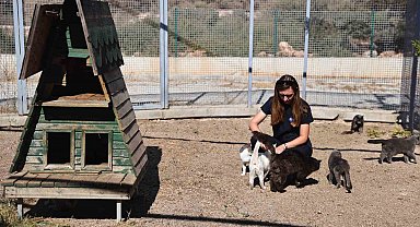 Antalya'da sokak hayvanlarına 724 bakım ve rehabilitasyon