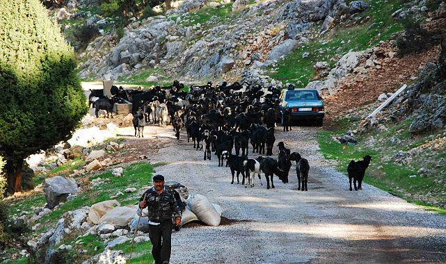 Antalya'da Yörüklerin 4 aydır kaldıkları yaylalardan dönüşleri başladı