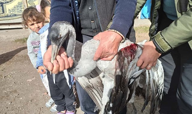 Ardahan'da yaralı bulunan turna tedaviye alındı