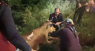 Artvin'de uçuruma düşen inek itfaiye ekiplerinin zorlu operasyonuyla kurtarıldı